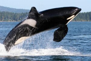 Whale Watching in Alaska